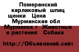 Померанский карликовый  шпиц,щенки › Цена ­ 30 000 - Мурманская обл., Мурманск г. Животные и растения » Собаки   